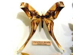 Copiopteryx derceto.jpg