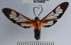 Cosmosoma caecum.jpg