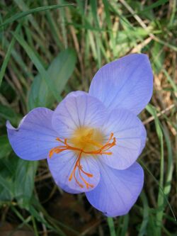 Crocus speciosus flower close-up.jpg