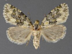 Cryphia fascia 04.jpg