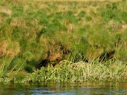 Dense papyrus stand on river bank