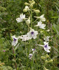 Delphinium pavonaceum.jpg