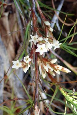 Dracophyllum ophioliticum flowers.jpg