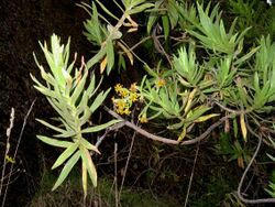 Dubautia linearis Kalopa.jpg