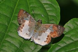 Eagris butterfly (Eagris lucetia).jpg