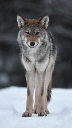 Eastern wolf in Algonquin Provincial Park 01.jpg