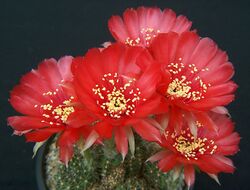 Echinopsis arachnacantha subsp. densiseta1c.PAKAL.jpg