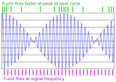 diagram showing firing of receptor cells, one in time with basic wave and one firing more as beat wave increases in size