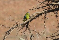 Elegant Parrot.jpg