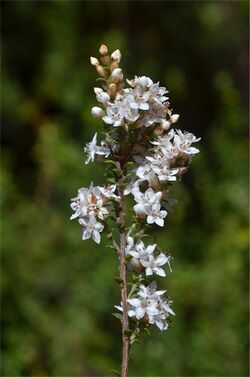 Epacris graniticola.jpg