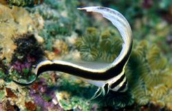 Equetus punctatus juvenile.jpg