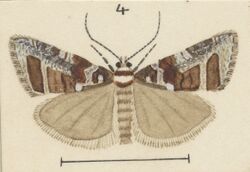 Fig 4 MA I437913 TePapa Plate-LII-The-butterflies full (cropped).jpg
