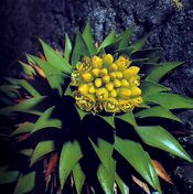 Flor Lindmania navioides bromeliaceae.jpg