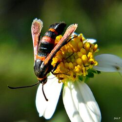 Florida Oak Gall Moth (Synanthedon sapygaeformis) (6095457789).jpg