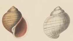 Gould 1856 Pomacea columellaris illustration extract.png