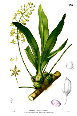 Grammatophyllum scriptum Blanco2.276.png