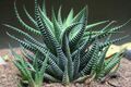 Haworthia no Jardim Botânico do Recife.jpg