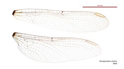 Hemigomphus atratus male wings (34248921813).jpg