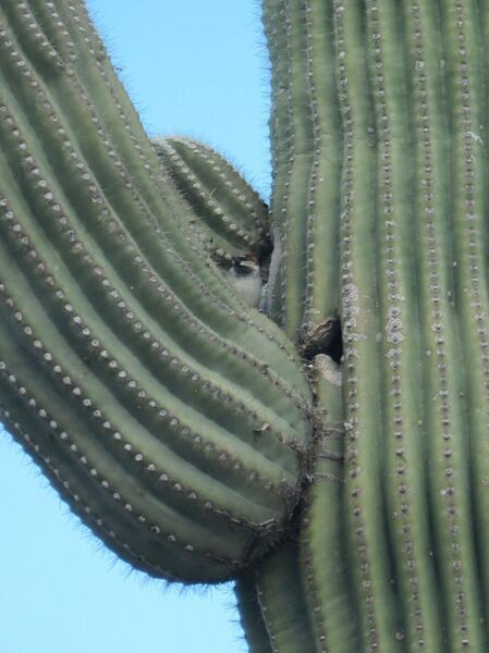 File:House Sparrow nesting in saguaro cactus.JPG