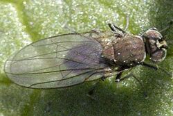 Hydrellia griseola 3.jpg