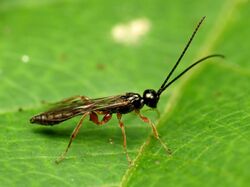 Ichneumon Wasp - Flickr - treegrow (2).jpg