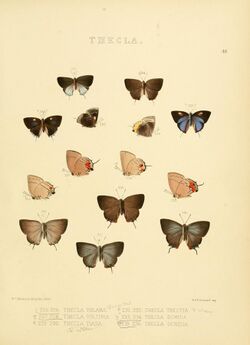 Illustrations of diurnal Lepidoptera 48.jpg
