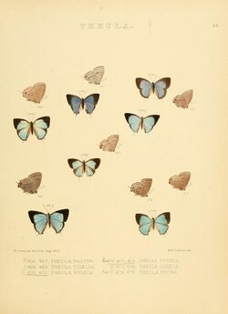 Illustrations of diurnal Lepidoptera 66.jpg