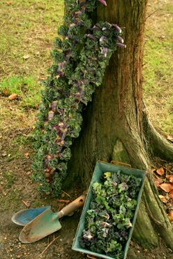 Kalettes on the stem and also picked - photo by Tozer Seeds