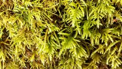 Kindbergia oregana (Oregon beaked moss ) - Flickr - brewbooks.jpg