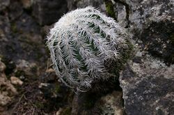 Lace Cactus (Echinocereus reichenbachii) 3.jpg