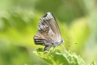 Lantana scrub-hairstreak, ventral.jpg