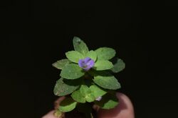 Limnophila repens flower.jpg