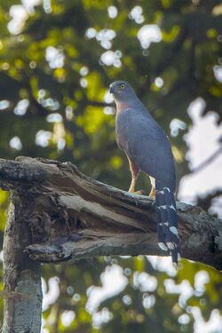 Long-tailed Hawk - Bobiri - Ghana 14 S4E3156.jpg