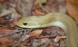 Madagascan Golden Hognose Snake (Leioheterodon modestus) (9573164604).jpg