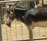Male Donkey.jpg