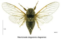 Maoricicada otagoensis otagoensis female.jpg