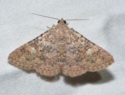 It is reddish brown with complex wavy patterns. Individual scales can be seen on the wings.