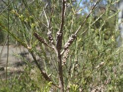 Melaleuca diosmatifolia.jpg