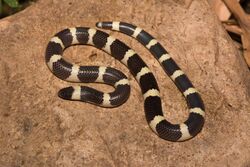 Mexican Short-tailed Snake (Sympholis lippiens).jpg