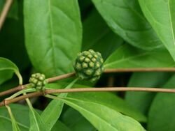 Morinda royoc 5.jpg