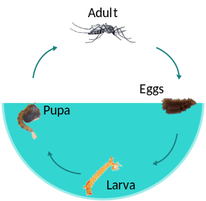 Mosquito Life-Cycle.svg