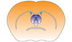 Mouse Septal Nuclei.pdf