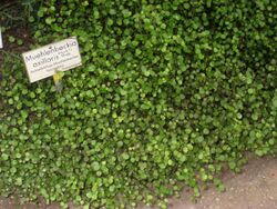 Muehlenbeckia axillaris - Berlin Botanical Garden - IMG 8745.JPG