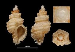 Muricopsis annobonensis 001.jpg