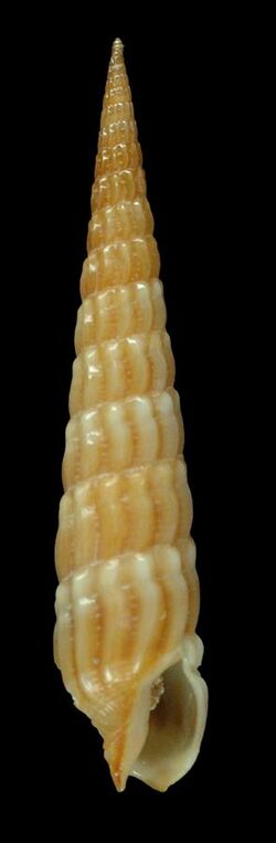 Myurella paucistriata (MNHN-IM-2013-46905).jpeg
