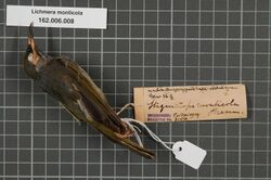 Naturalis Biodiversity Center - RMNH.AVES.133746 1 - Lichmera monticola (Stresemann, 1912) - Meliphagidae - bird skin specimen.jpeg