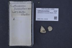 Naturalis Biodiversity Center - RMNH.MOL.140229 - Calliostoma funiculare Melvill, 1906 - Calliostomatidae - Mollusc shell.jpeg