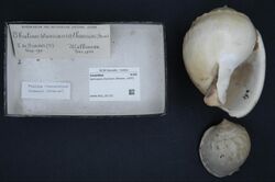 Naturalis Biodiversity Center - RMNH.MOL.191722 - Semicassis thomsoni (Brazier, 1875) - Cassidae - Mollusc shell.jpeg