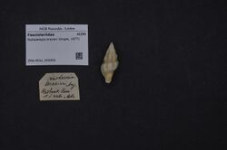 Naturalis Biodiversity Center - ZMA.MOLL.355959 - Nodopelagia brazieri (Angas, 1877) - Fasciolariidae - Mollusc shell.jpeg