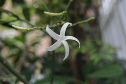 Ochrosia grandiflora dans les serres du Jardin des Plantes de Paris le 1er août 2017 - 1.jpg